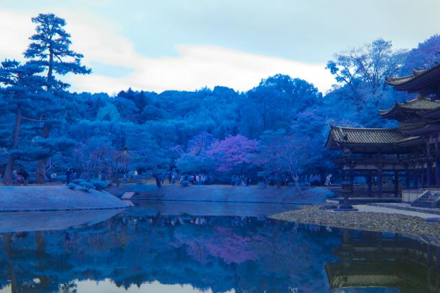 秋の宇治平等院_b0181620_107278.jpg