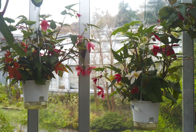 植物園_b0212922_1135111.jpg