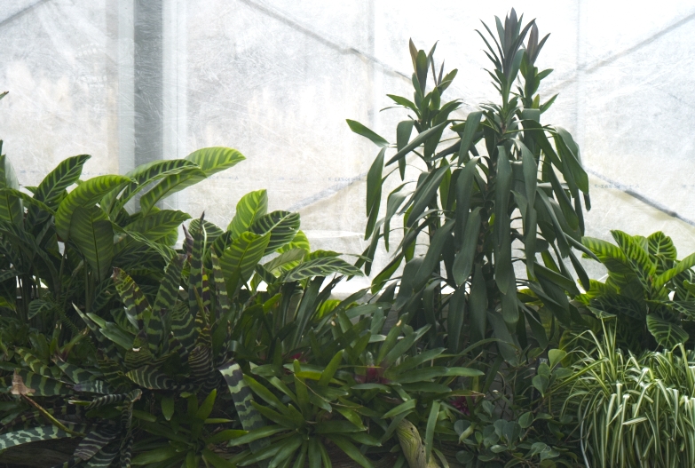植物園_b0212922_11381796.jpg