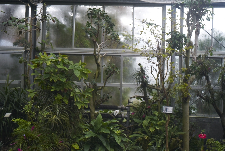 植物園_b0212922_11554911.jpg