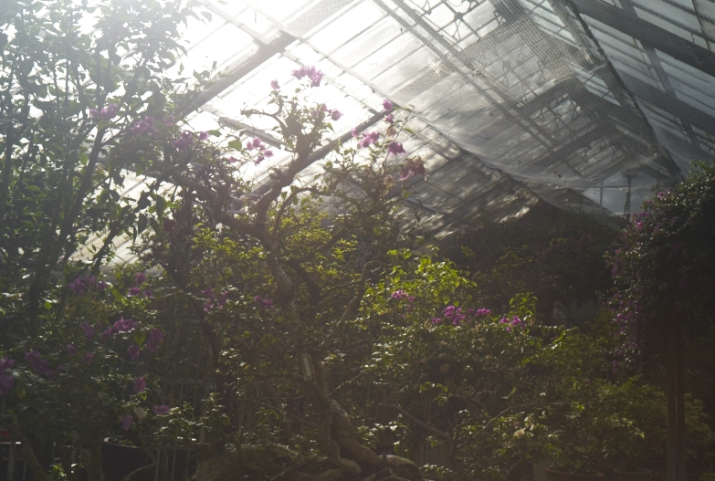 植物園_b0212922_11562154.jpg