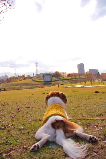 ちょっと遅い秋の公園_b0154924_1132368.jpg