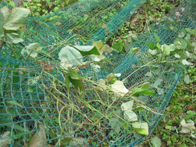 f0214235_13201079.jpg