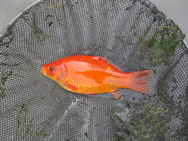 f0214235_1429745.jpg