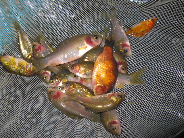f0214235_1555291.jpg