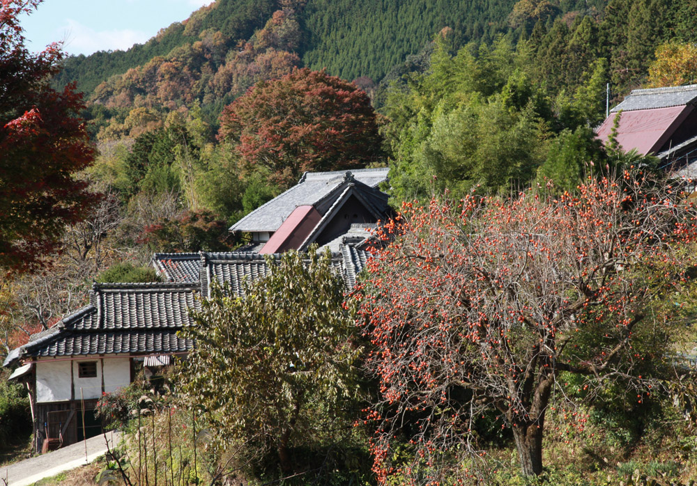 宇陀市　向渕（むこうじ）　水晶山　紅葉　柿_c0108146_21143441.jpg