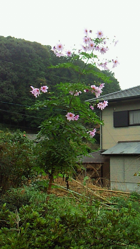 a0223149_8293710.jpg
