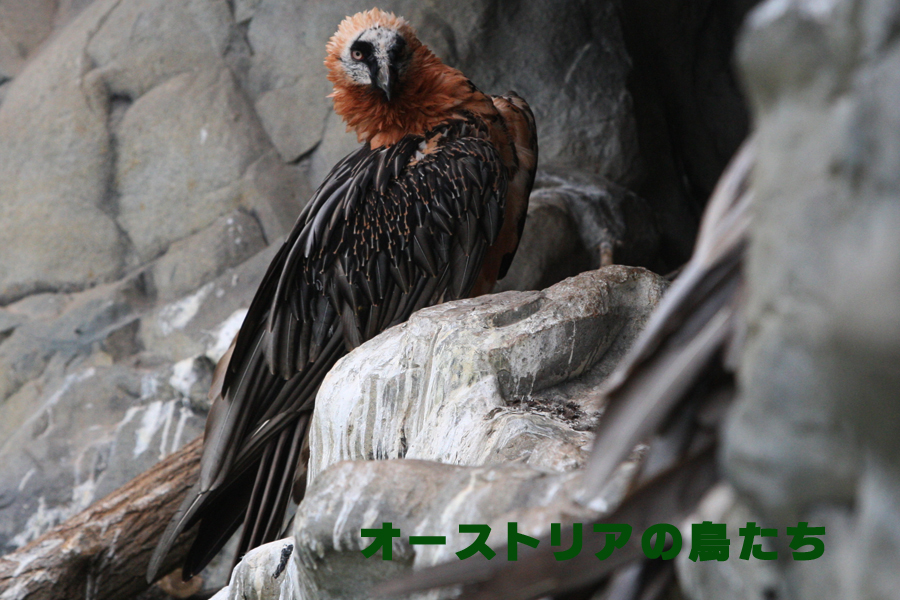 オーストリアの鳥たち : 還暦からのネイチャーフォト