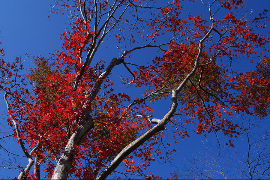 箱根美術館の紅葉　№３_e0140650_013010.jpg