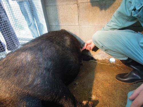 みさき公園 獣医体験_b0024758_2323785.jpg