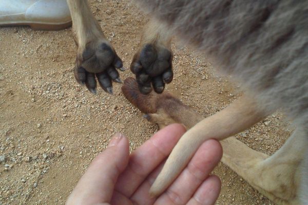 みさき公園 獣医体験_b0024758_2330115.jpg