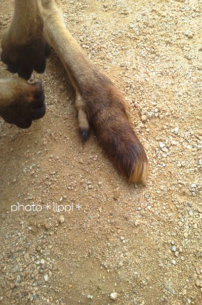みさき公園 獣医体験_b0024758_2332541.jpg
