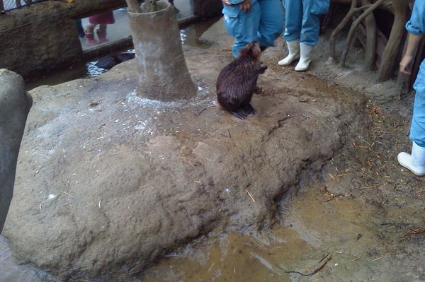 みさき公園 獣医体験_b0024758_2336521.jpg