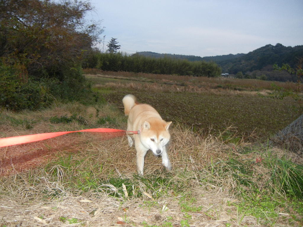 2011年11月29日(火)家事少しづつ復活!_f0060461_14252938.jpg