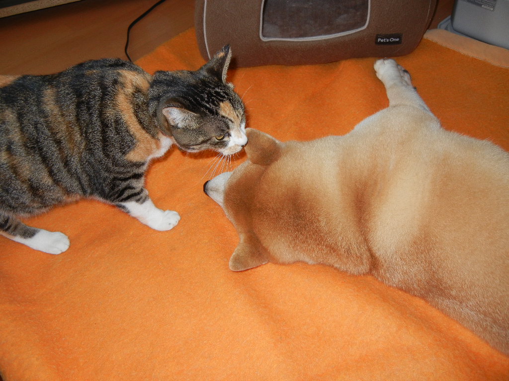 2011年11月29日(火)家事少しづつ復活!_f0060461_14281357.jpg