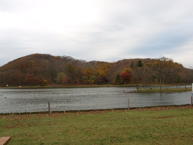金太郎の池 11月_d0153062_91765.jpg
