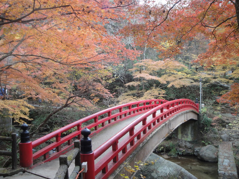 紅葉?四季桜？うーん…じゃぁ～ハンバーグカレーで決まりだね_c0155364_2355746.jpg