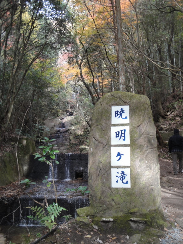 紅葉?四季桜？うーん…じゃぁ～ハンバーグカレーで決まりだね_c0155364_2382533.jpg