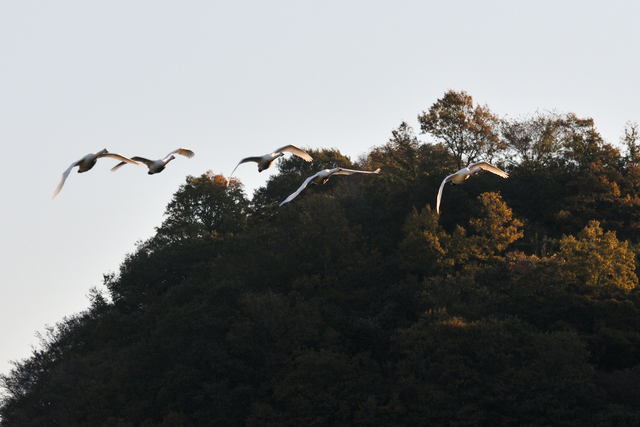 　　　　　白石川の白鳥_b0223668_8462117.jpg