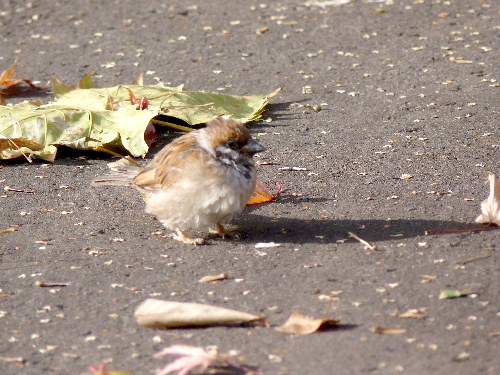 初冬の道庁前庭とスズメの幼鳥？_d0084473_21134889.jpg