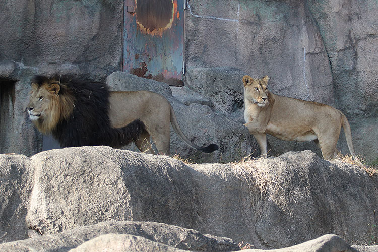 知らんぷり?　　浜松市動物園のライオン_b0193876_6245887.jpg