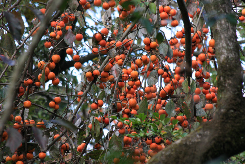 b0003280_12142.jpg