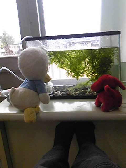メダカ_b0201285_84458.jpg