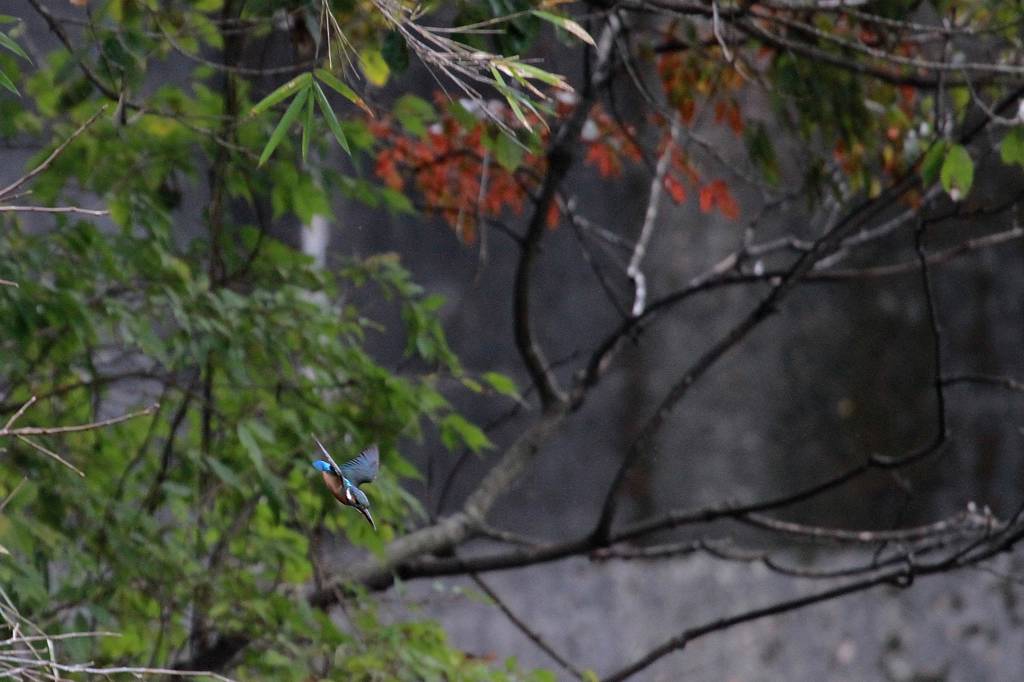 黄葉とカワセミ/路地植えのシクラメン_b0024798_6151525.jpg