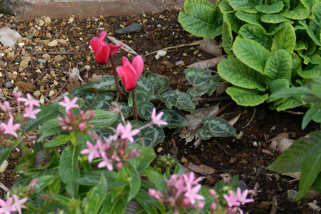 黄葉とカワセミ/路地植えのシクラメン_b0024798_6211361.jpg