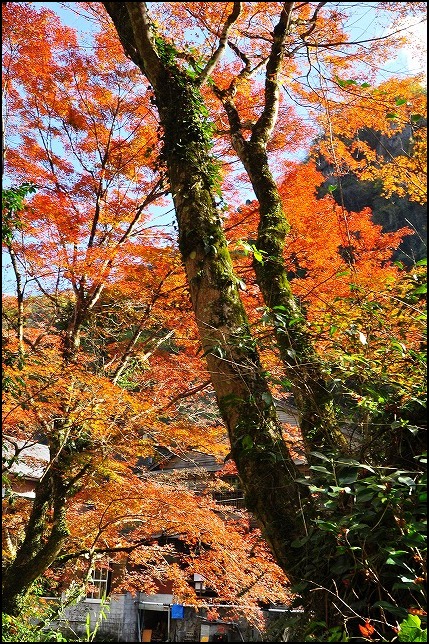 深耶馬渓と羅漢寺〔11月21日〕_f0083611_155326.jpg