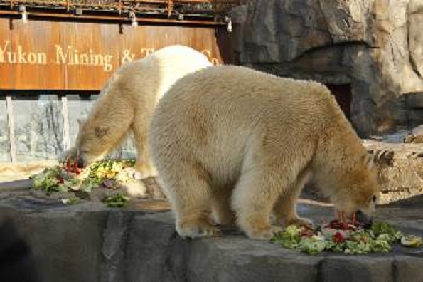 ドイツ・ハノーファー動物園のアルクトスとナヌークの双子兄弟に4歳のお誕生祝い ~ 将来への不安_a0151913_10421858.jpg
