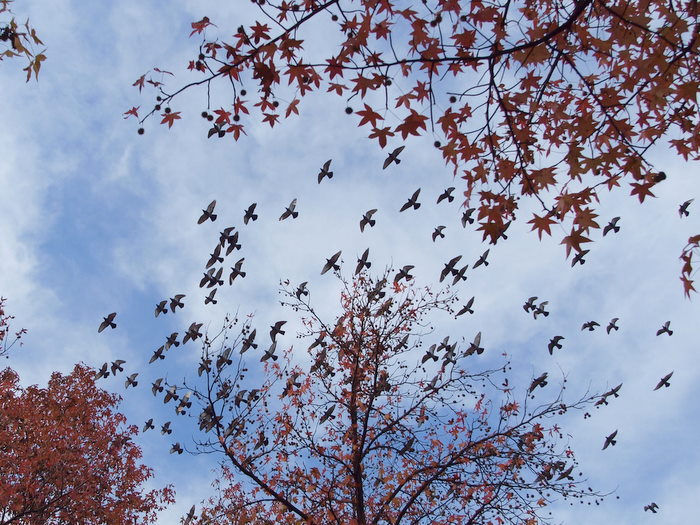 佐伯区民文化センターの紅葉と鳩など。。_c0116915_0124387.jpg