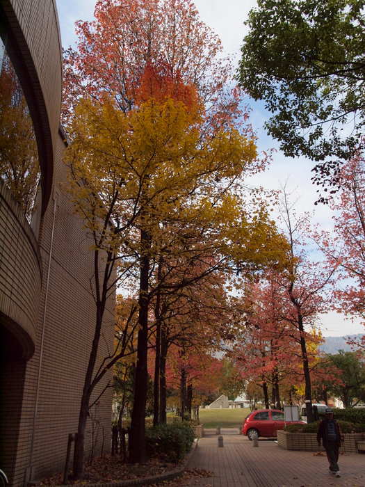 佐伯区民文化センターの紅葉と鳩など。。_c0116915_013395.jpg