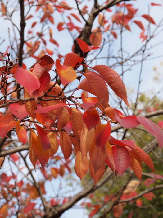 佐伯区民文化センターの紅葉と鳩など。。_c0116915_0161637.jpg