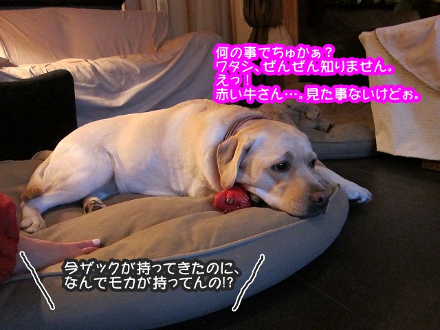 イチャイチャ系の_e0192217_10232486.jpg