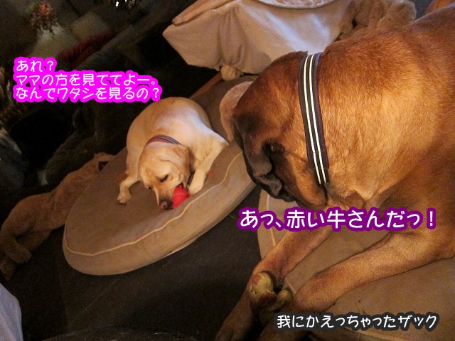 イチャイチャ系の_e0192217_10242247.jpg