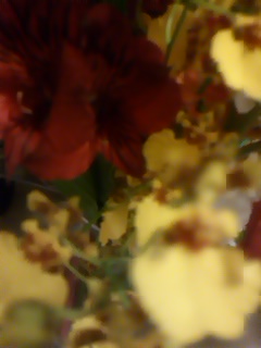 Red and Yellow_f0126121_21253549.jpg