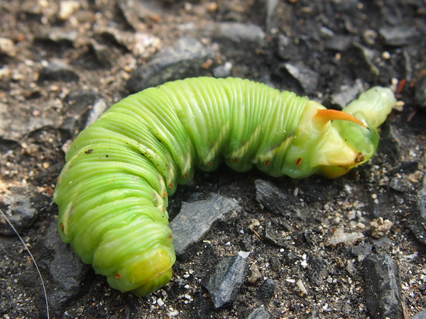 エビガラスズメの幼虫 深呼吸をしながら