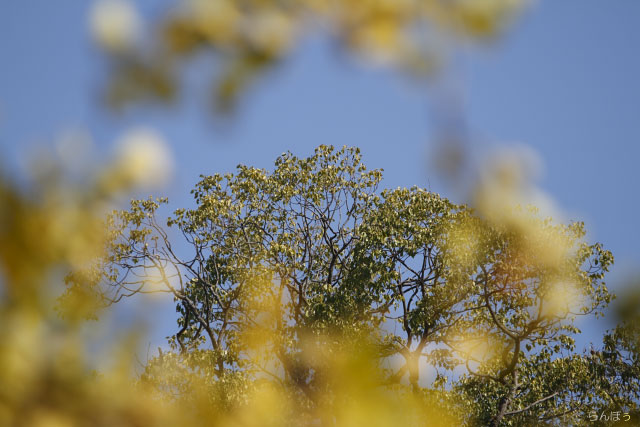 紅葉情報　九品仏浄真寺_c0161624_20142093.jpg