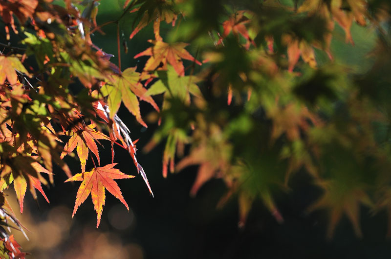 植物園の秋　3_c0211429_22154697.jpg