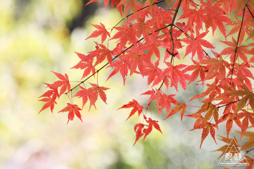 209 野呂山 ～瀬戸内の紅葉～_c0211532_20134017.jpg