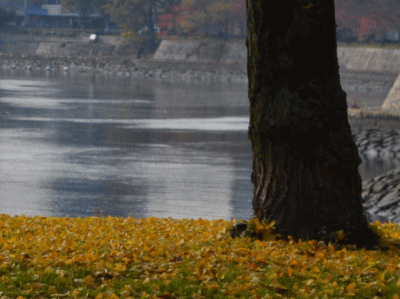 b0165233_10141542.gif