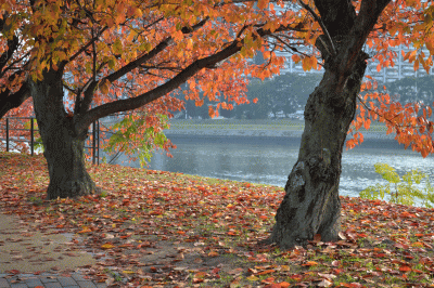 b0165233_10163888.gif