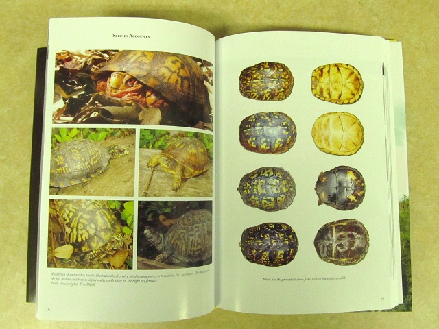 2012年版カメのカレンダー入荷!_b0174337_2354766.jpg
