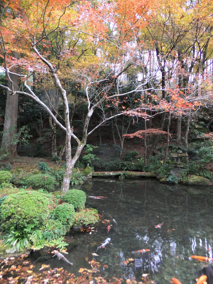 京都の紅葉２０１１（上）_c0051938_168169.jpg