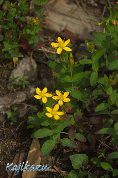 a0166940_2342076.jpg