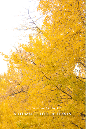 横浜の紅葉。_d0124248_20144769.jpg