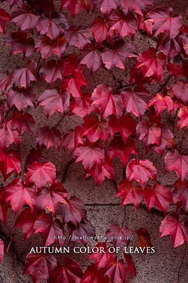 横浜の紅葉。_d0124248_20294265.jpg