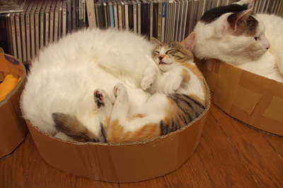 昨日に引き続き・・・_a0028451_12472525.jpg
