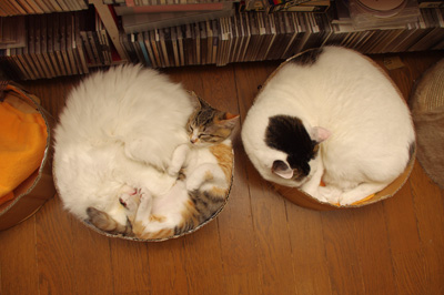 昨日に引き続き・・・_a0028451_12481044.jpg